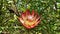 Beautiful protea flower close-up. Bright scarlet pointed petals