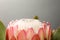 Beautiful protea flower on gray background