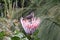 Beautiful Protea flower growing in the wild with its head open