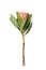 Beautiful protea flower on white background Tropical plant