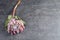 A beautiful Protea lies on a gray table. Flower delivery