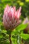 Beautiful Protea Tropical Flower