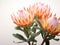 Beautiful Proteas: A Vibrant, Unique Flower for Your Home