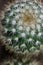 Beautiful protection system developed by cacti to defend themselves