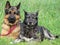 Beautiful protective watchdogs defense security tranquility domestic animals