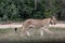 Beautiful, proud, slender female lion with gps localization collar walking free in south african private game reserve and safari