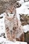 A beautiful and proud wild forest wildcat Lynx sits upright and looks with clear eyes