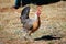 Beautiful Prue Bred Golden Duckwing American Game Hen