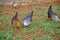 Beautiful Prue Bred Golden Duckwing American Game Hens