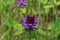 Beautiful prunella vulgaris are growing on a green meadow.