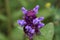 Beautiful prunella vulgaris are growing on a green meadow. Live nature.