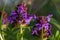 Beautiful prunella vulgaris are growing on a green meadow. Live nature