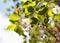 Beautiful prunus avium flowers or wild sweet cherries