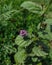 Beautiful psoralea corylifolia,babchi flower with green background