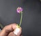 Beautiful psoralea corylifolia,babchi flower Indian