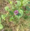 Beautiful psoralea corylifolia,babchi flower Indian