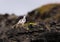 A beautiful Ptarmigan sits on a rock among moss