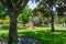 Beautiful public park with mature Magnolia trees in downtown Los Gatos, close to the Civic Center, south San Francisco bay area,