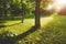 Beautiful public park on the sunshine. The shadow of the tree on a sunny day. Nature summer landscape.