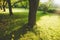 Beautiful public park on the sunshine. The shadow of the tree on a sunny day. Nature summer landscape.