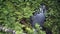 Beautiful puddle with raindrops in green forest. Stock footage. Puddle in the rain among the ferns and green vegetation