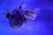 Beautiful pufferfish in clear toned blue aquarium