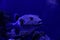 Beautiful pufferfish swimming in clear toned blue aquarium, closeup