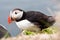 Beautiful puffin bird nesting