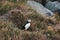 beautiful puffin bird standing on grass vik dyrholaey reynisfjara