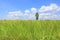 Beautiful puffy cloud on blue sky in young green paddy rice field and tree. Landscape summer scene background
