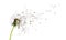 Beautiful puffy dandelion blowball and flying seeds on white background