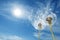 Beautiful puffy dandelions and flying seeds against blue sky on sunny day