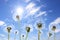 Beautiful puffy dandelions and flying seeds against blue sky on sunny day