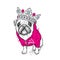 A beautiful pug in the jacket and crown. Vector illustration for a postcard or a poster, print for clothes. Dog hipster.