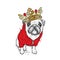 A beautiful pug in the jacket and crown. Vector illustration for a postcard or a poster, print for clothes. Dog hipster.