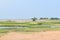 Beautiful pulicat lake view at sunny day,with green small plants and water ponds