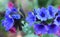 Beautiful pulmonaria flowers on green leaves background.