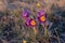 Beautiful Pulsatilla or pasque flower spring blossom