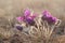Beautiful Pulsatilla or pasque flower spring blossom