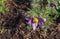 Beautiful Pulsatilla vulgaris in the garden in spring. Pulsatilla vulgaris, pasqueflower, is a species of flowering plant