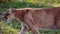 Beautiful Puma in autumn forest. American cougar - mountain lion. Wild cat walks in the forest, scene in the woods