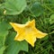 Beautiful Pumpkin flower