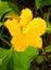 A beautiful pumpkin flower with leaves and veins