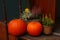 Beautiful pumpkins and flowers on wooden stairs outdoors
