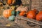Beautiful pumpkins for Halloween are in a basket and chest in a wooden shed