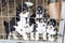 Beautiful puppies look through the steel bars of the shelter