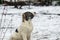 Beautiful puppy alabai dog on a white snowy background