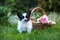 Beautiful puppy with a basket of roses in the garden