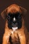 Beautiful puppy breed boxer stares at the camera