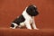 Beautiful puppy of Kleiner Munsterlander Vorstehhund